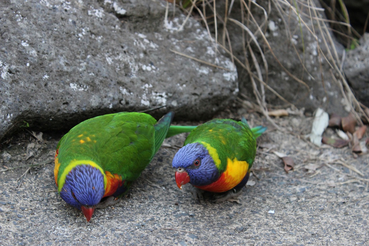 Image - parrot birds stone colorful color