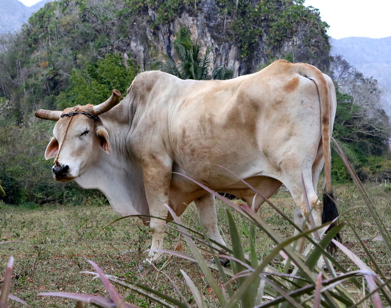 Image - bull cattle viñales valley cuba