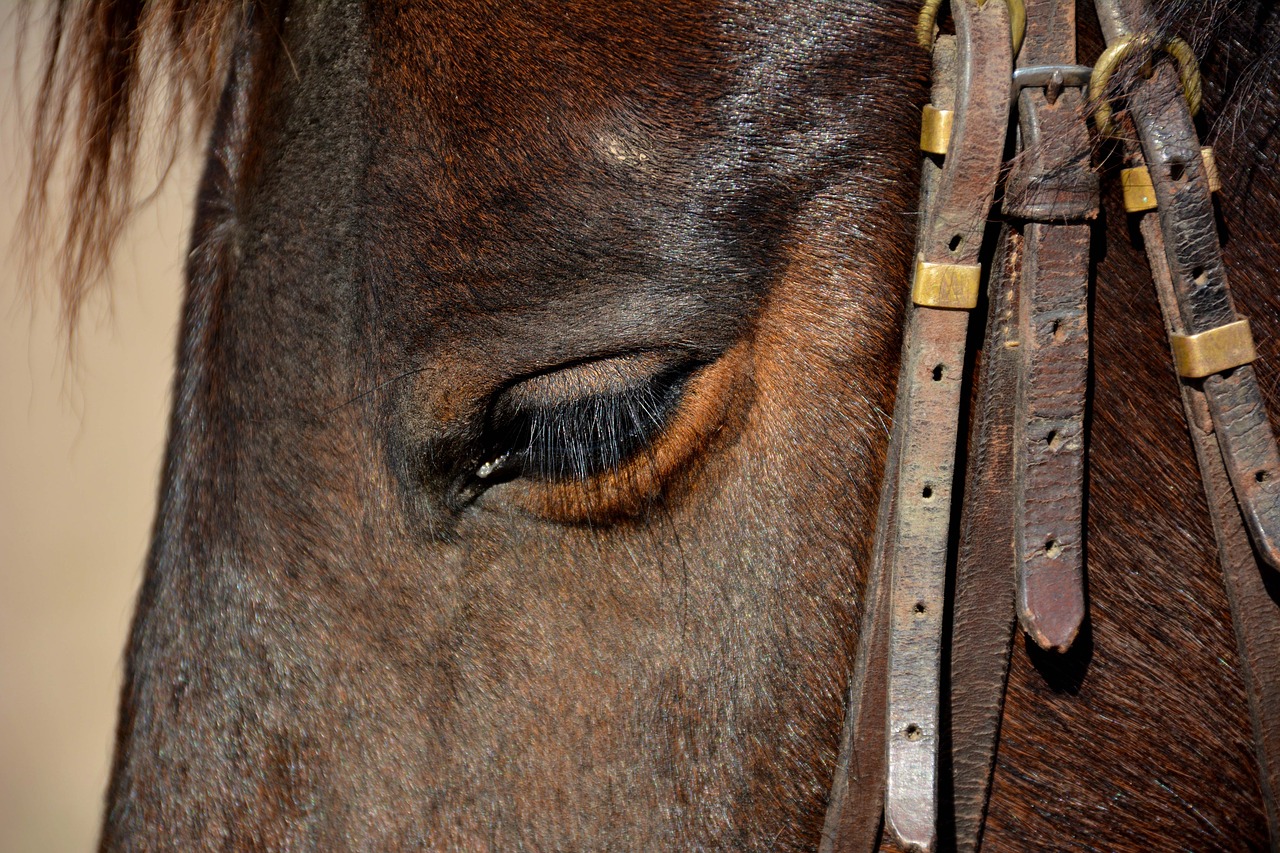 Image - horse animal head animal head horse