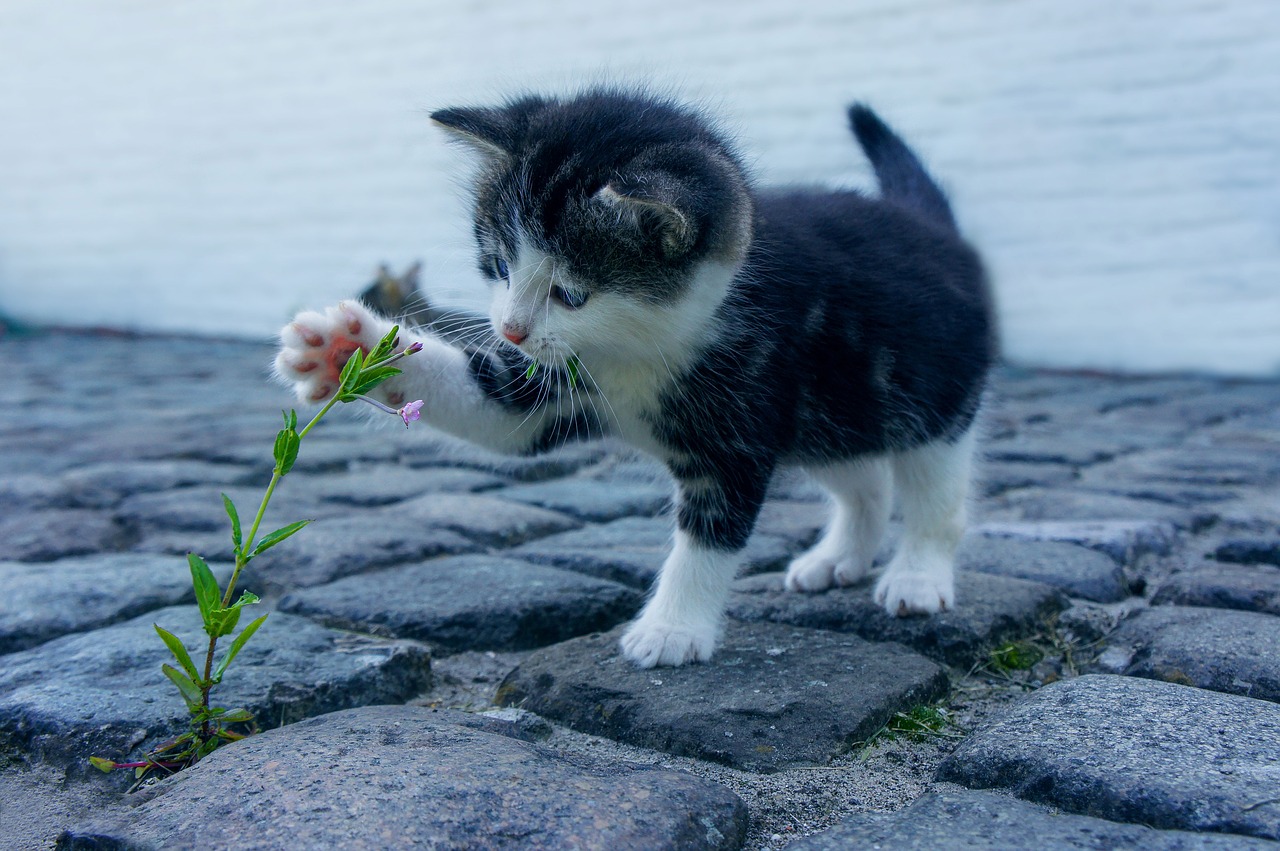 Image - cat flower stone kitten pet cats