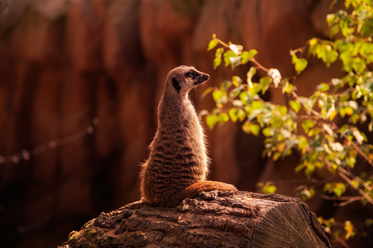 Image - meerkat tree trunk nature