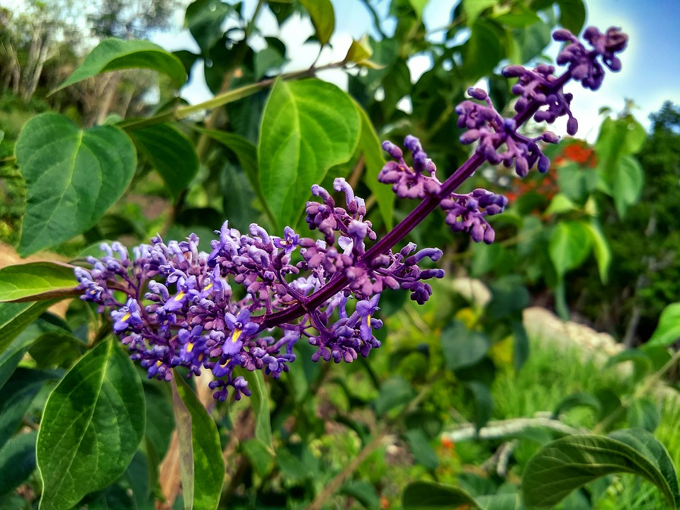 Image - flower green blue