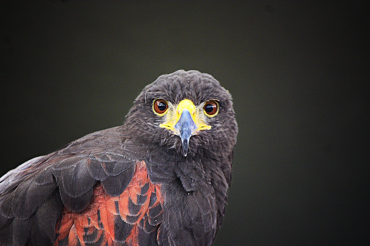 Image - falcon aguila wings eagle bird