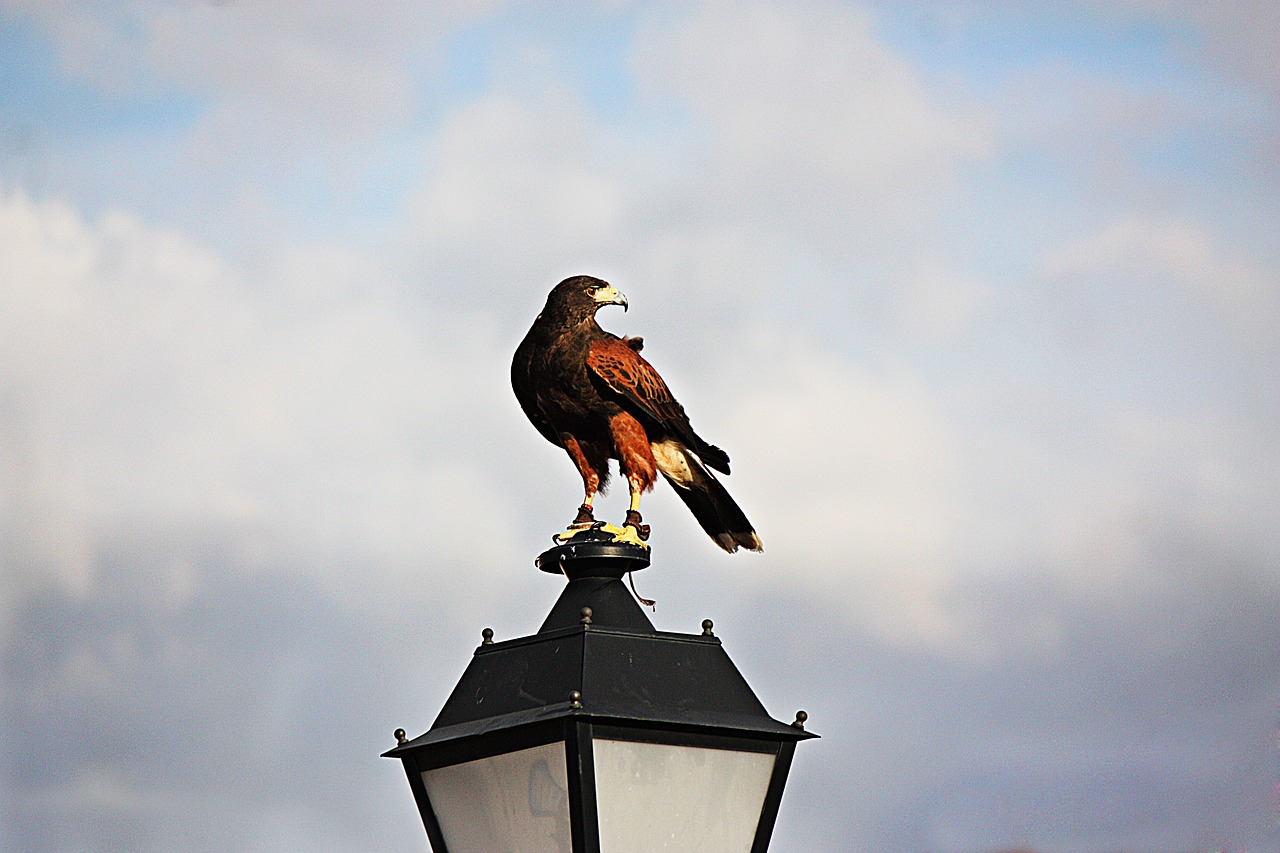 Image - falcon aguila wings eagle bird