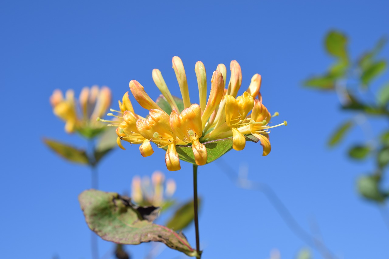 Image - honeysuckle flower sky blue yellow