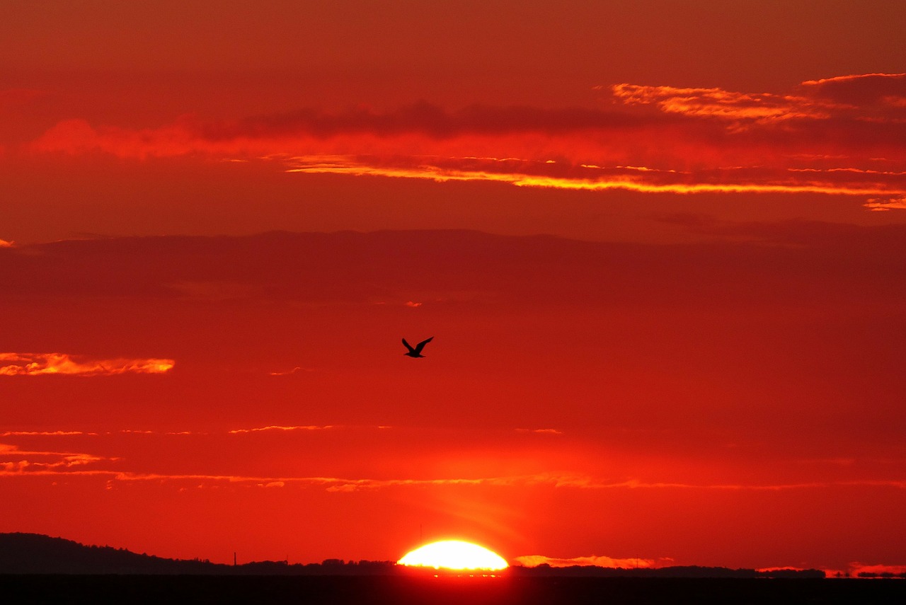 Image - glowing back light bird seagull