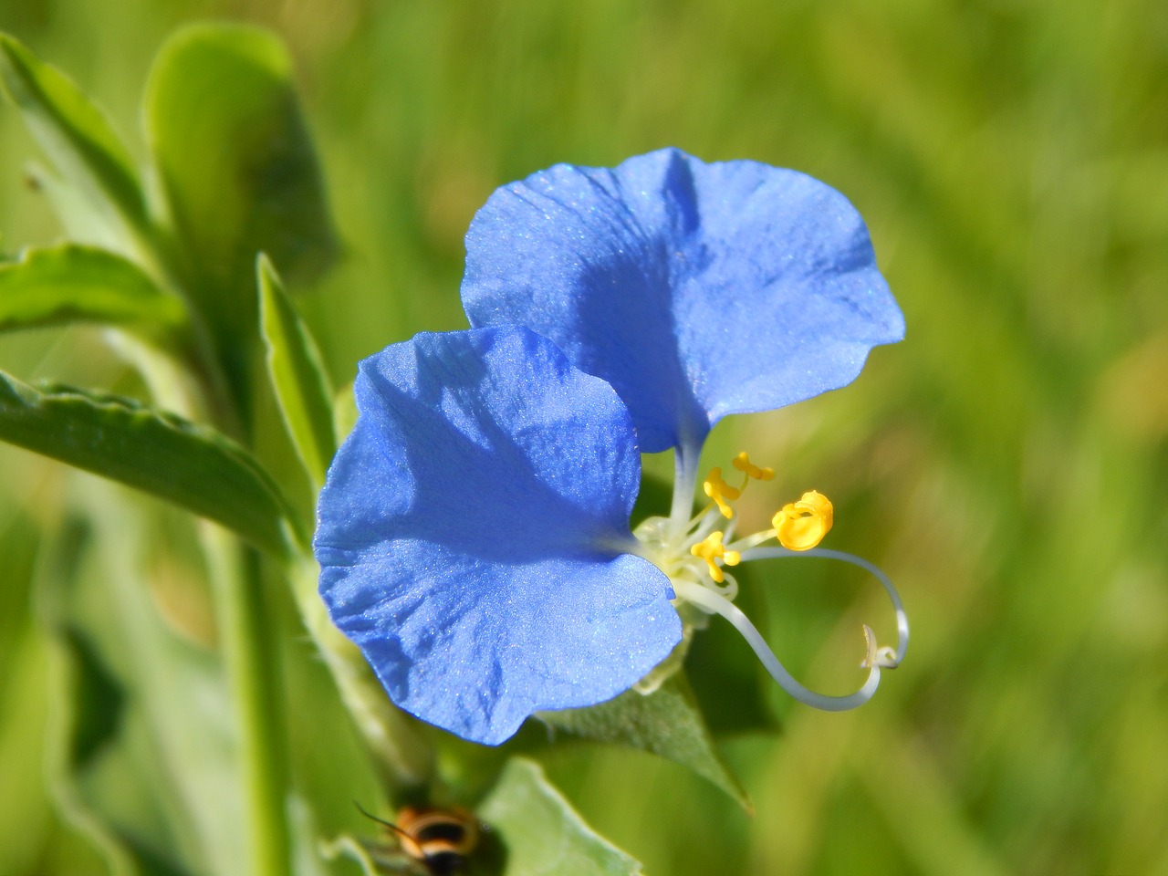 Image - santa lucia wild flower blue flower