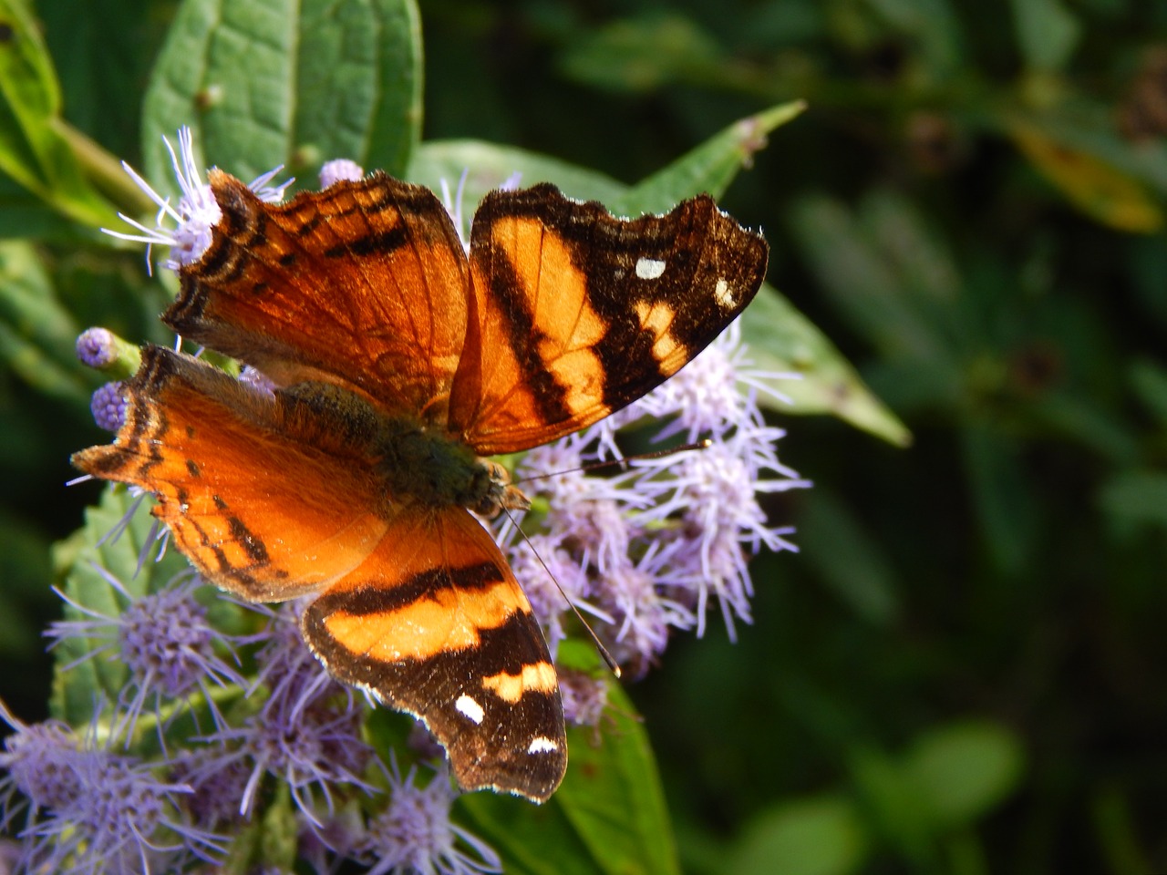 Image - butterfly orange sucking hostal