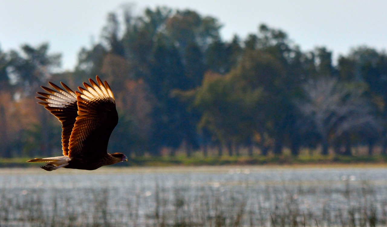 Image - carancho ave bird in flight flight