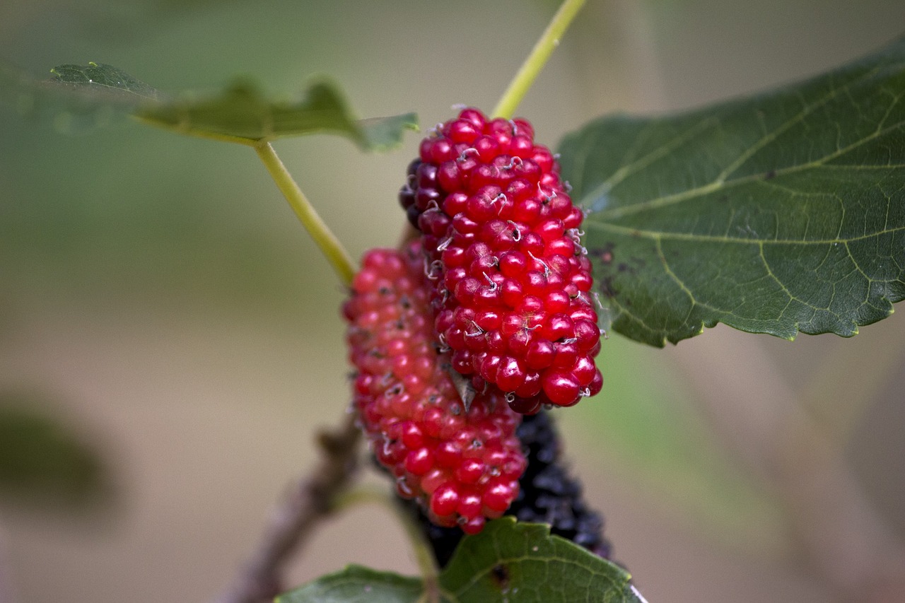 Image - mulberry amora red nature garden