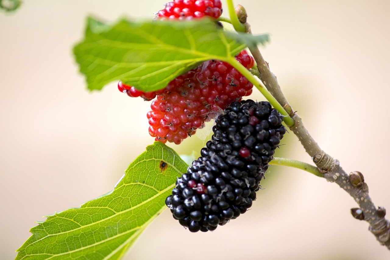 Image - blackberry purple mulberry natura