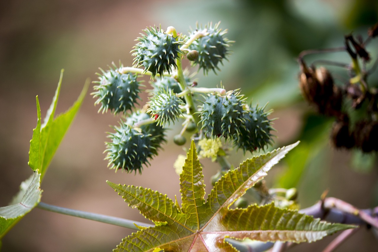 Image - castor seed seeds tree nature