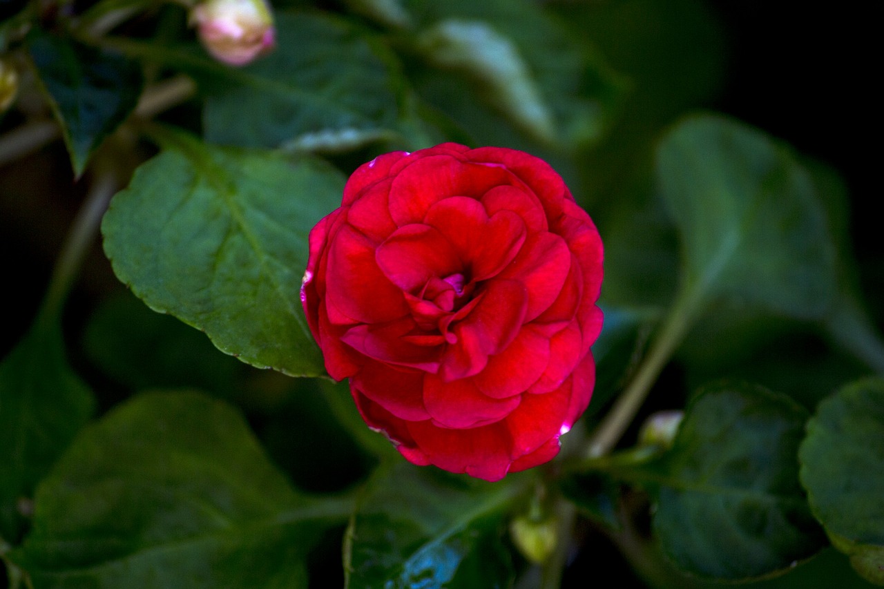 Image - red rose rosa romantic garden