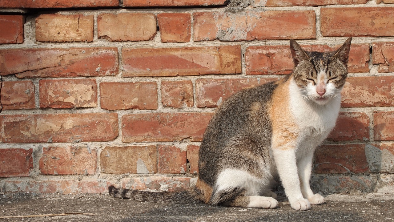 Image - cat doze off brick walls