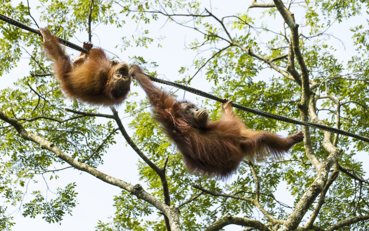 Image - monkey business play playful monkey