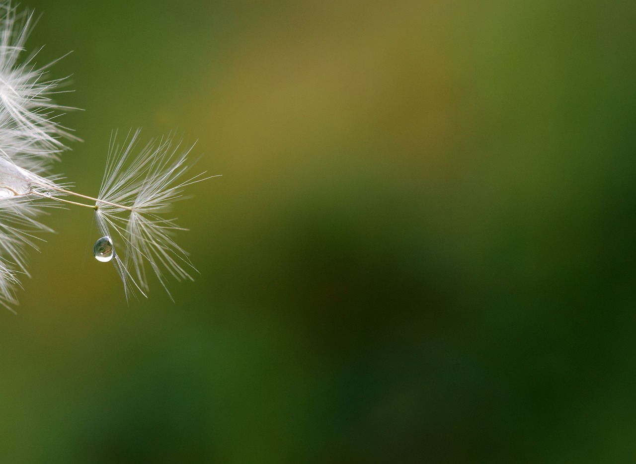 Image - dandelion seeds close nature