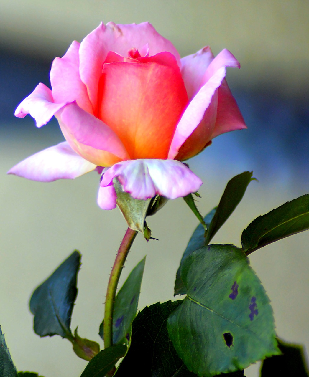 Image - flower rose pink blossom bloom