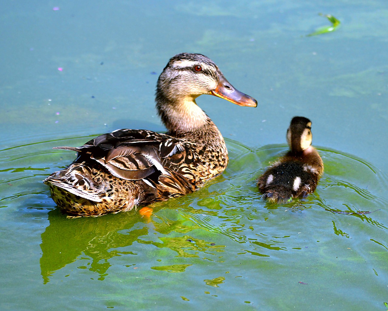 Image - entenkuecken water wild ducks duck