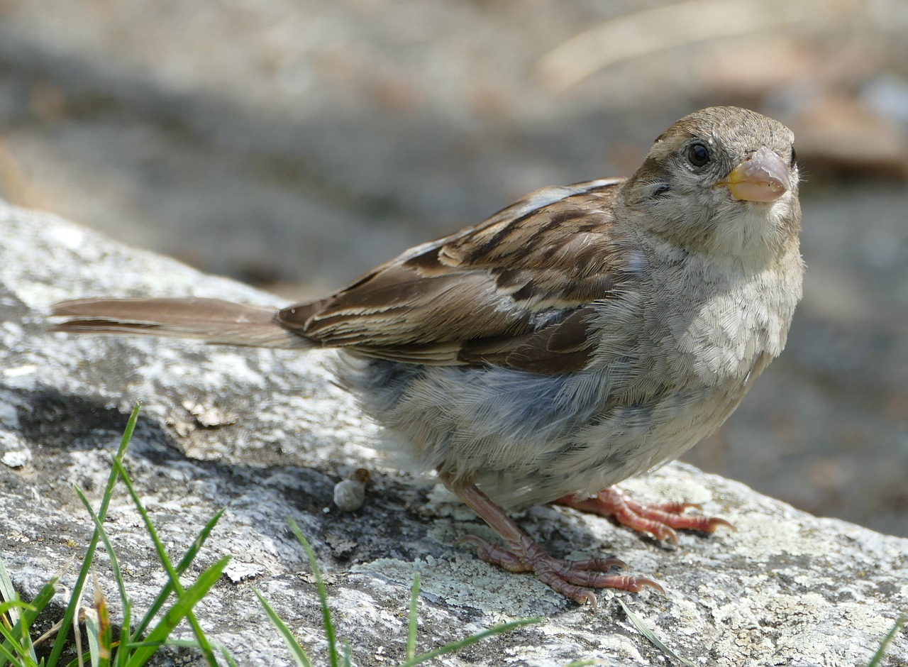 Image - sparrow sperling bird cheeky