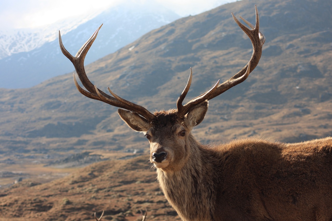 Image - red deer stag kinlochourn