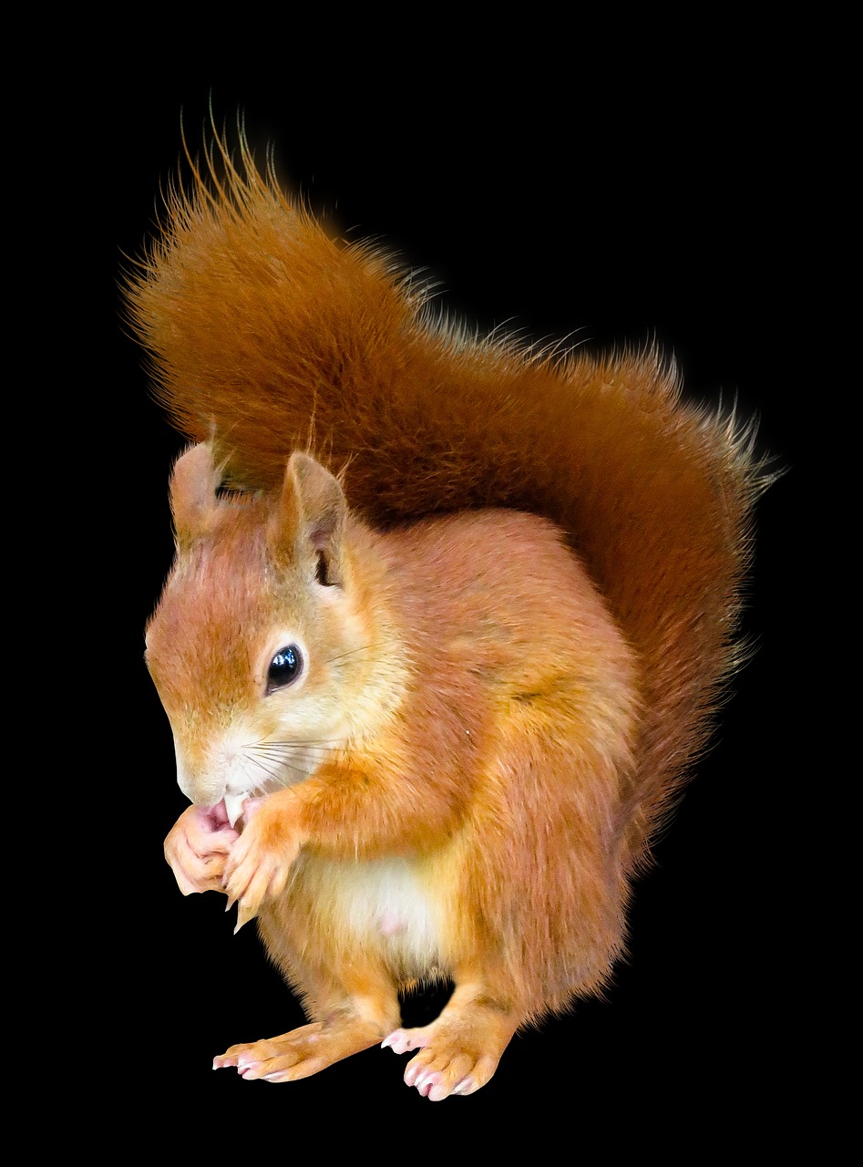 Image - animal squirrel isolated nager