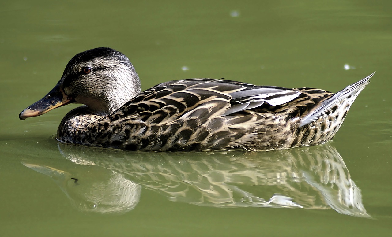 Image - duck mallard water bird duck bird