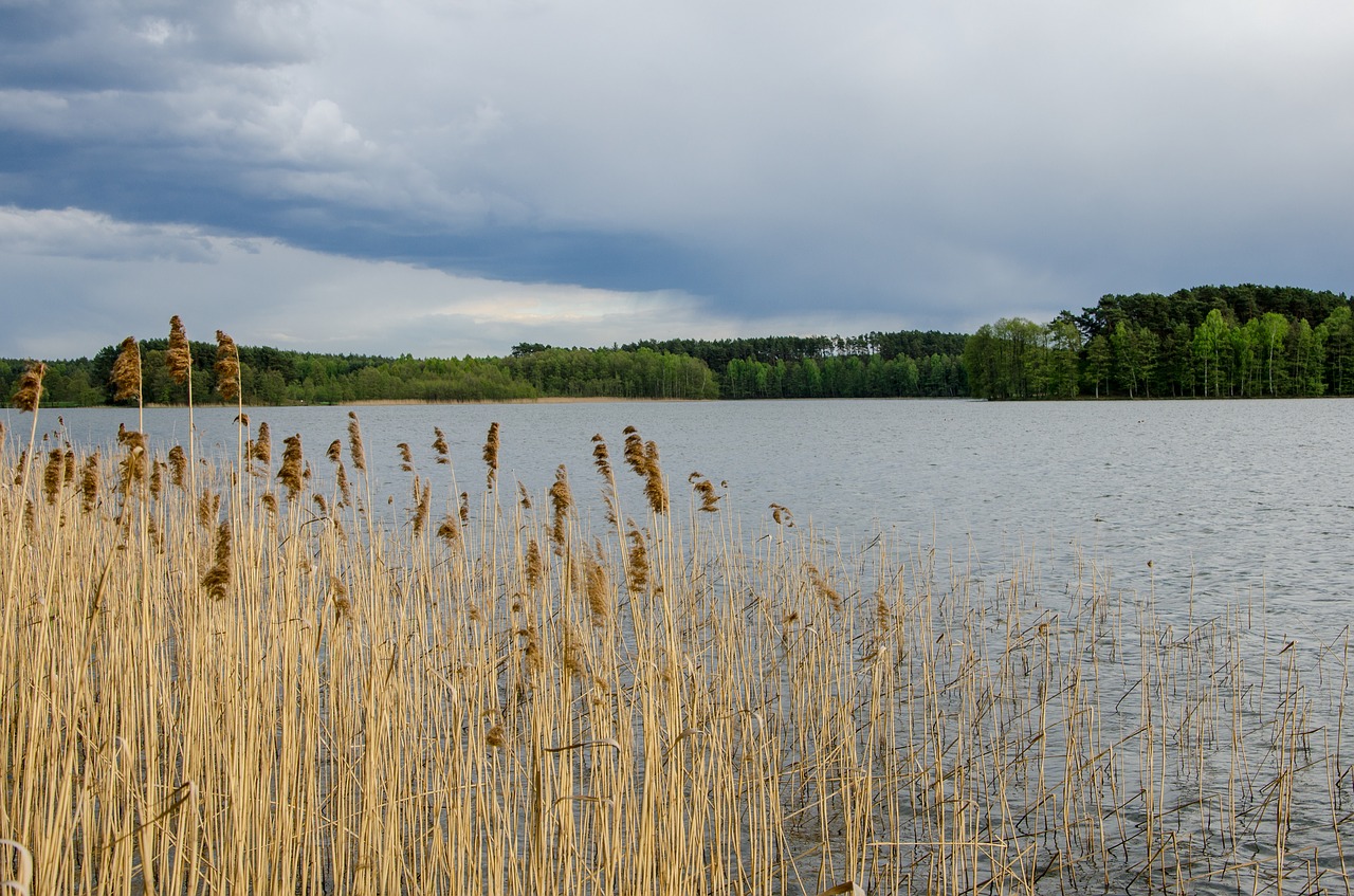 Image - water nature on green lake summer