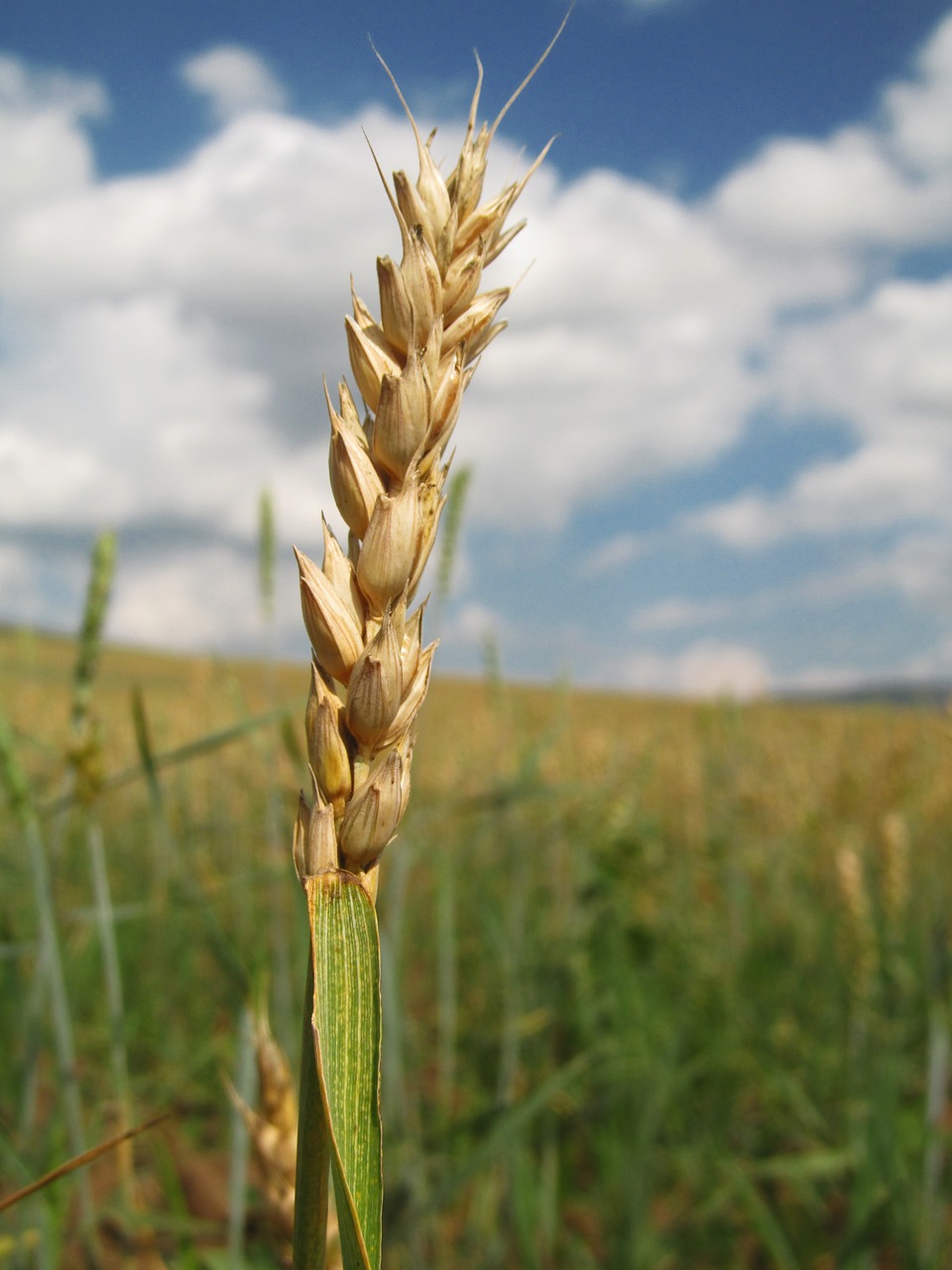 Image - rye wheat harvest agriculture