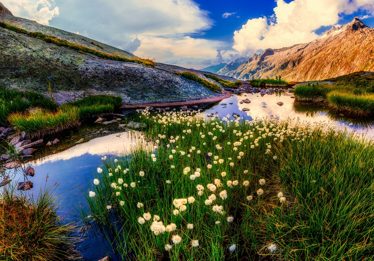 Image - new zealand dandelions plants lake