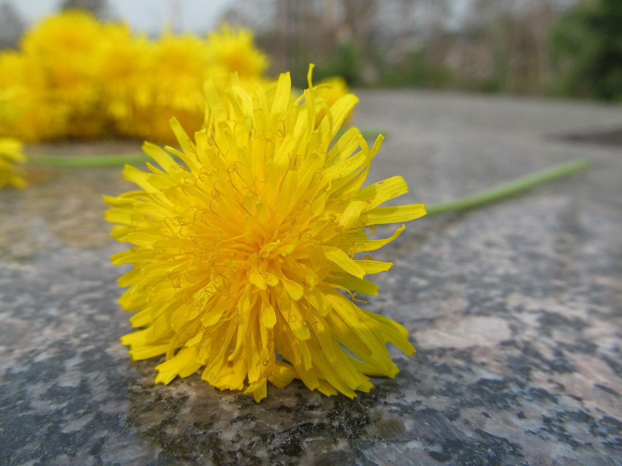 Image - dandelion flower chamomile summer