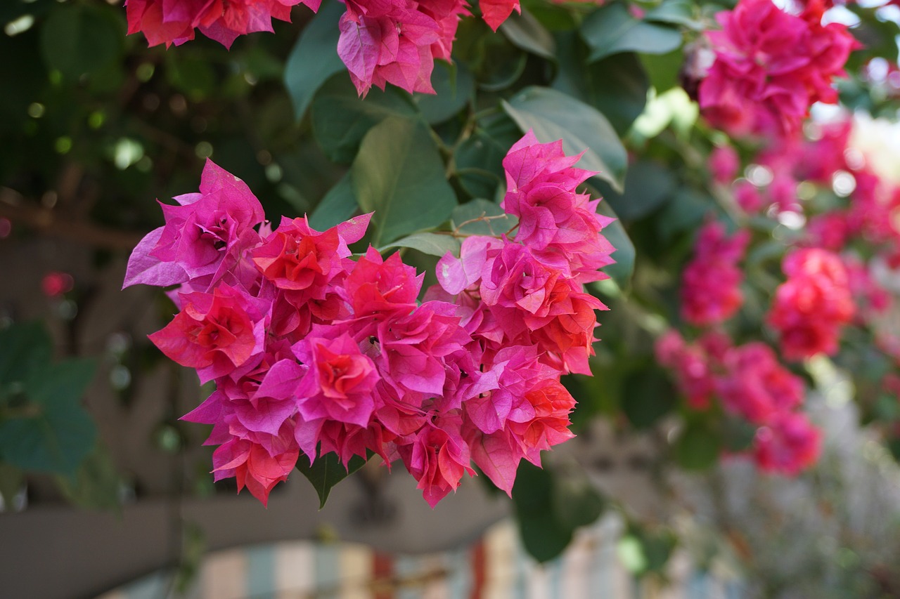 Image - bougainvillea xiamen gulangyu island