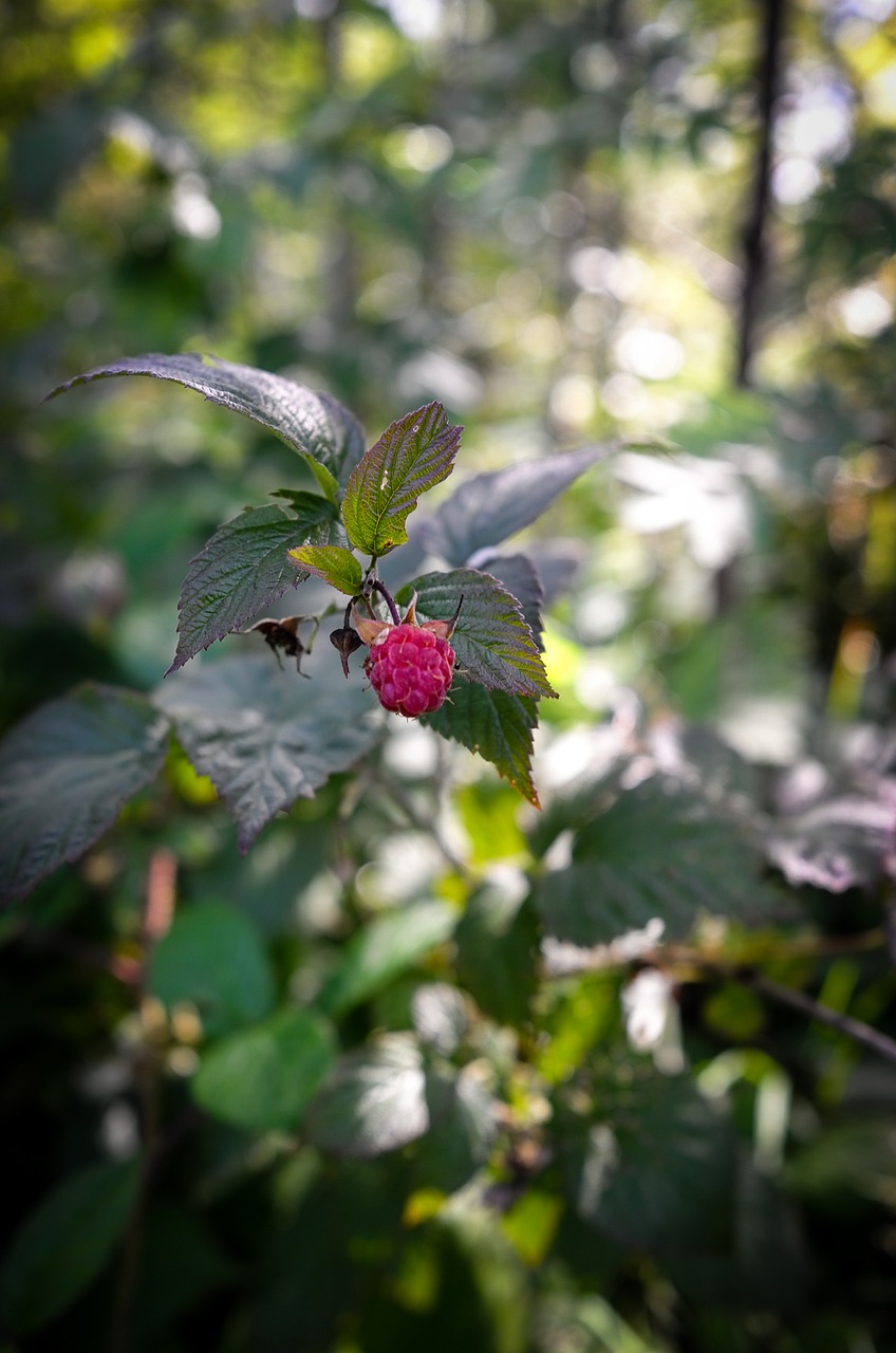 Image - raspberry nature red fruits