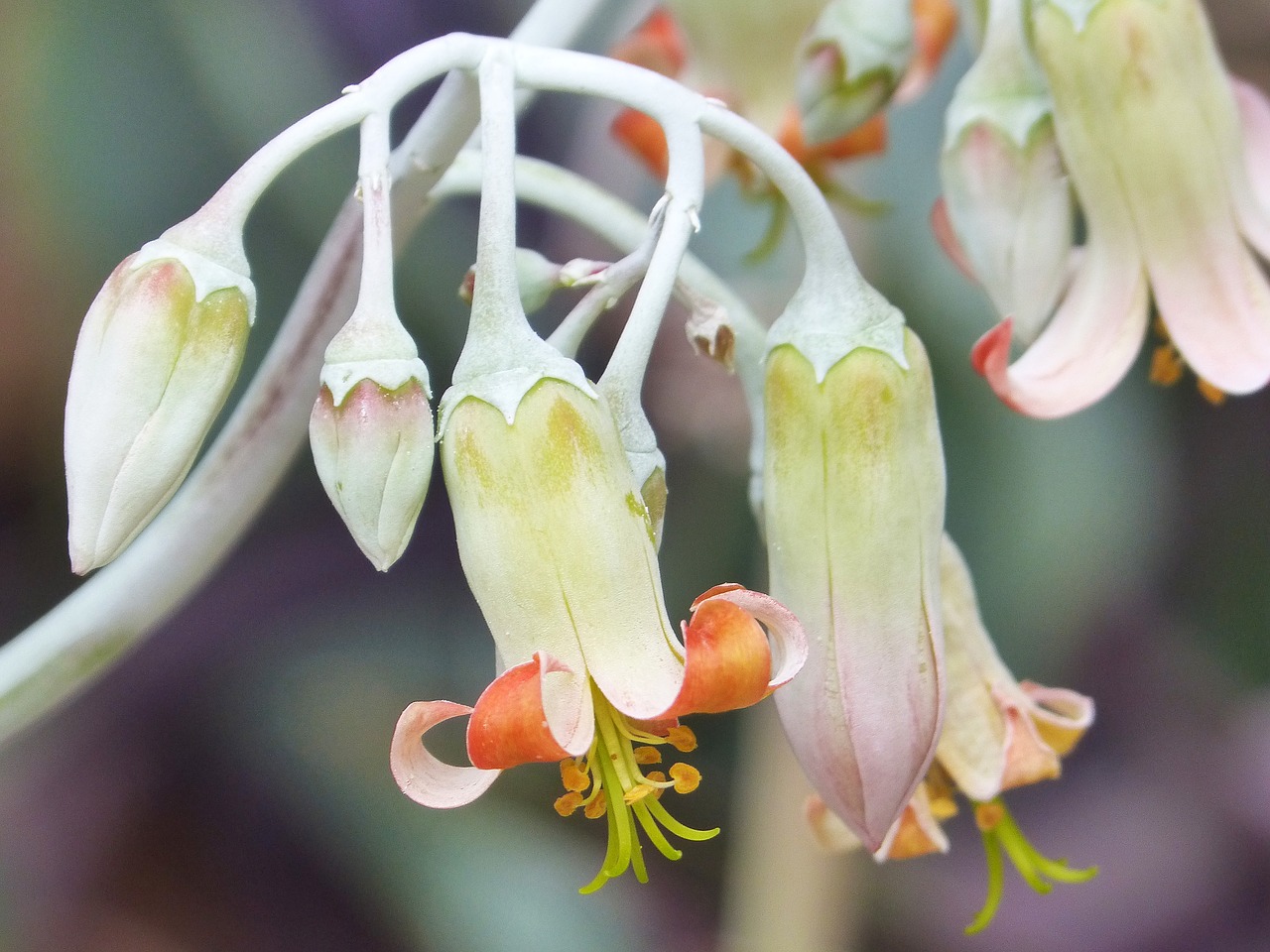 Image - flower cactus flower bell campanula