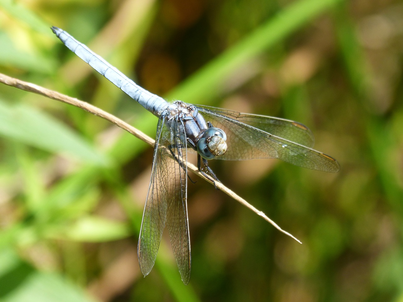 Image - blue dragonfly orthetrum brunneum