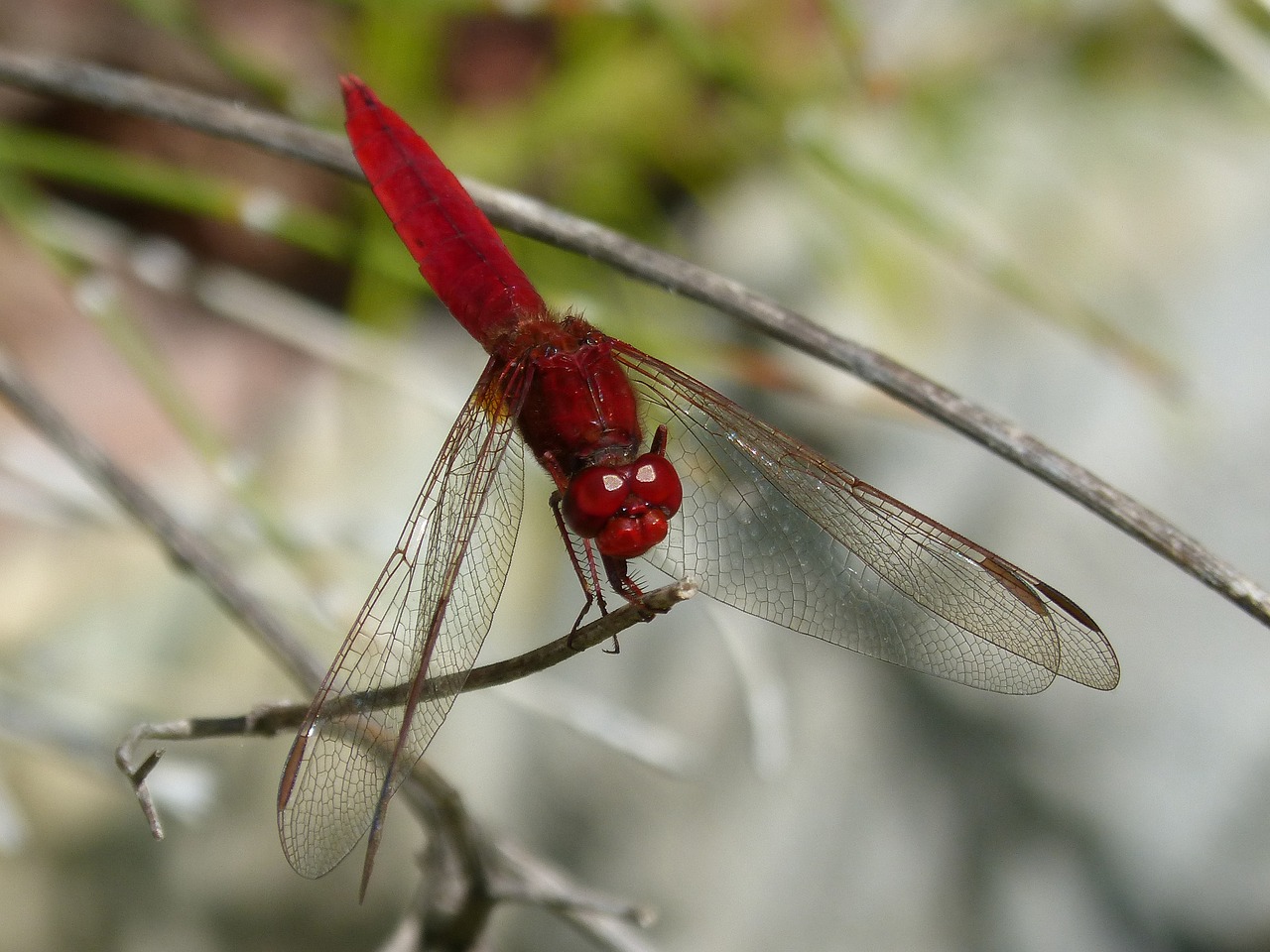 Image - red dragonfly branch wetland