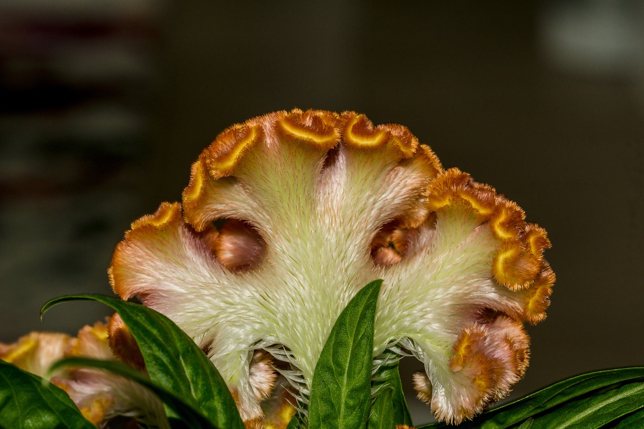 Image - cockscomb celosia cristata plant