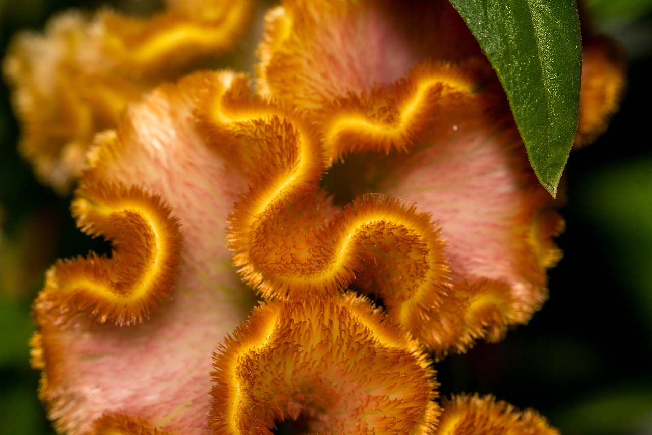 Image - cockscomb celosia cristata plant