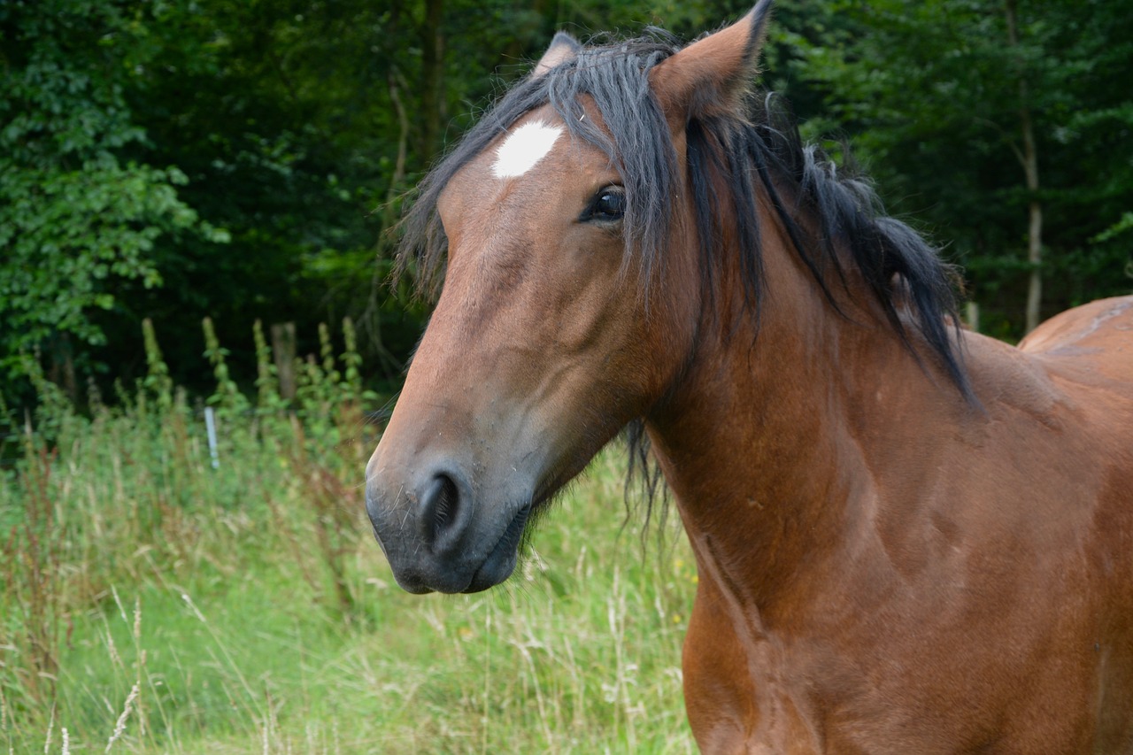 Image - horse young gelding animal run