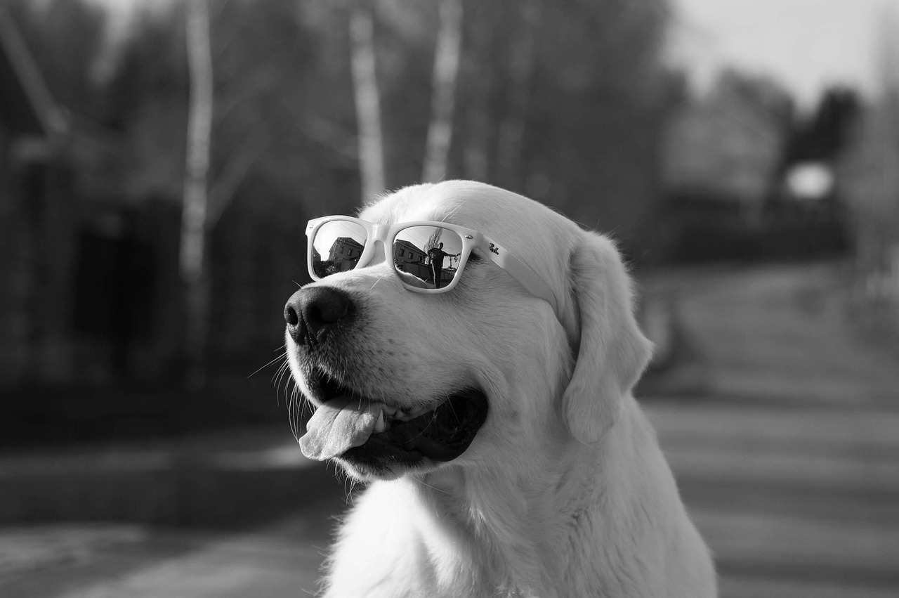 Image - dog puppy friend cute pet animal
