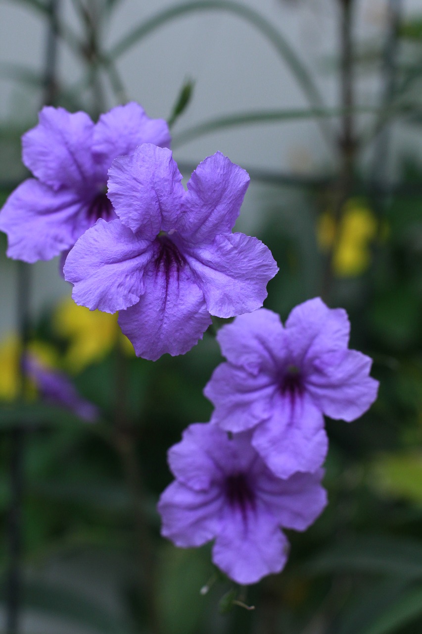 Image - flower purple garden nature photo