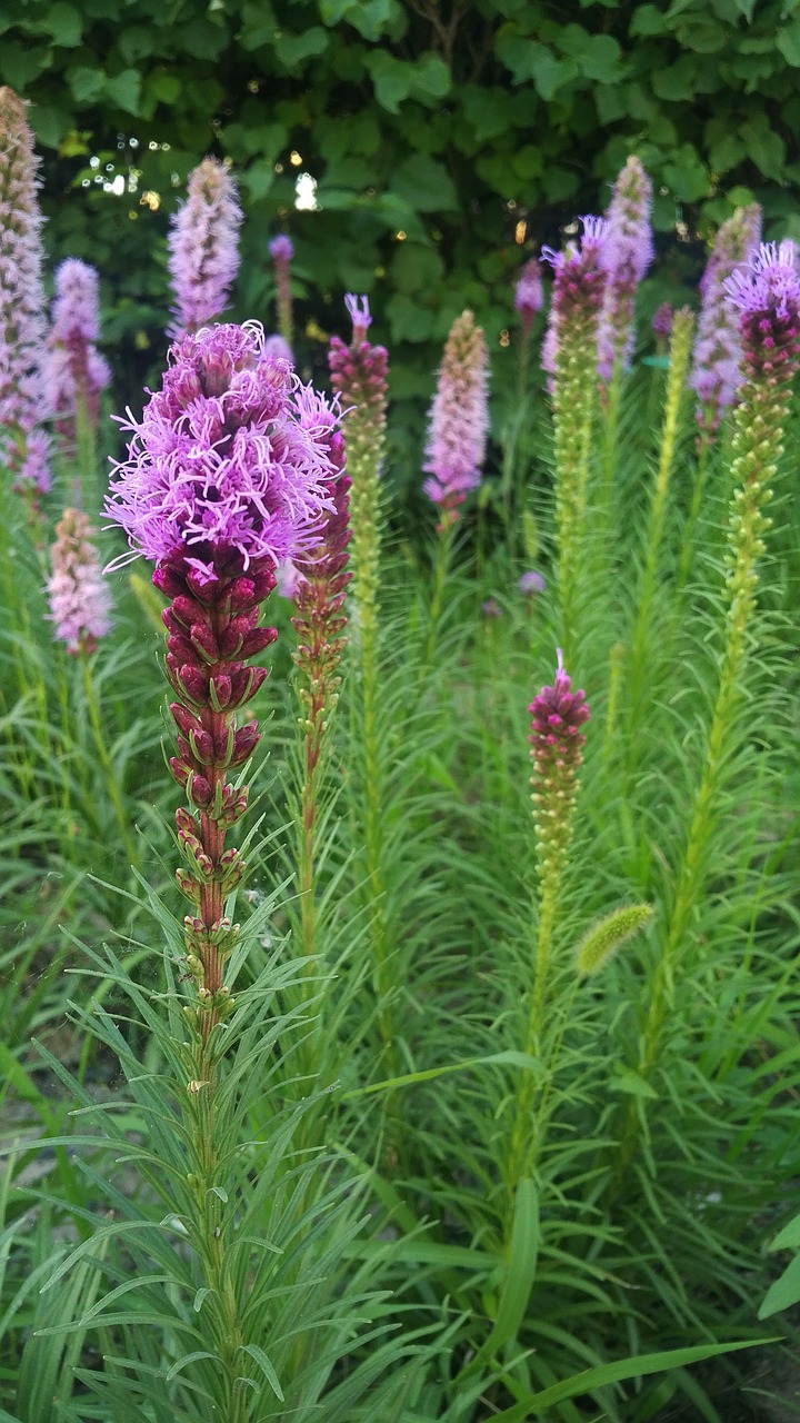Image - lavender urumqi street green