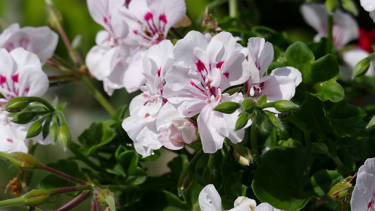 Image - geranium flower flowers