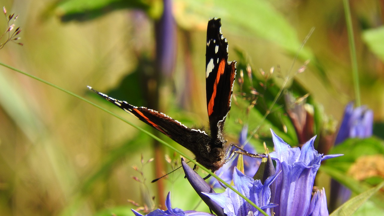 Image - butterfly meadow country