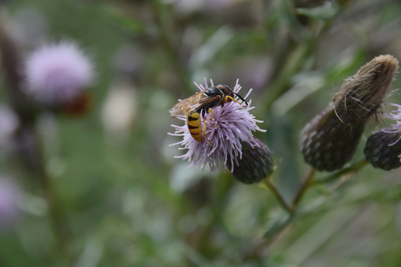 Image - osa insect macro summer nature