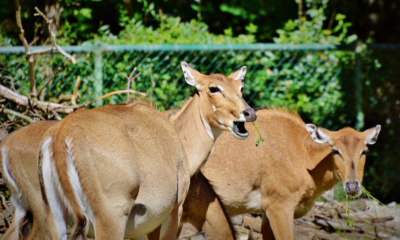 Image - roe deer doe wild red deer animal