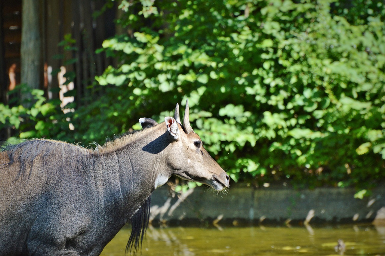 Image - nilgun antelope antelope