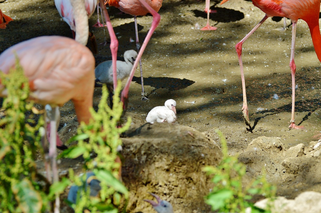 Image - flamingo young animal bird chicks