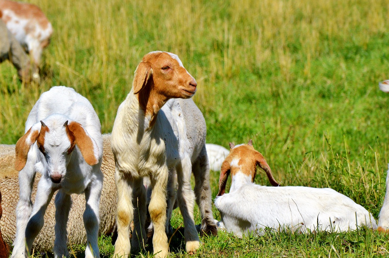 Image - goat kid small goat young animal