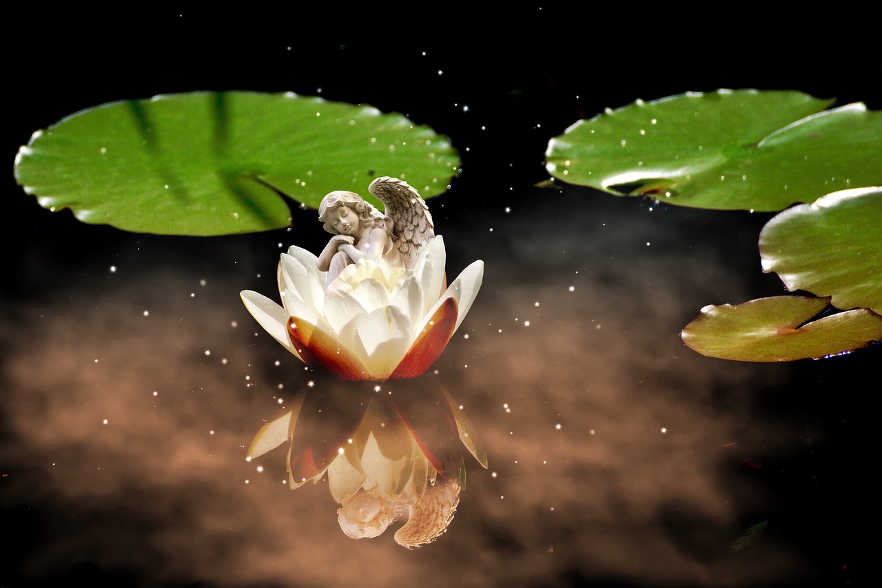 Image - angel water lily white