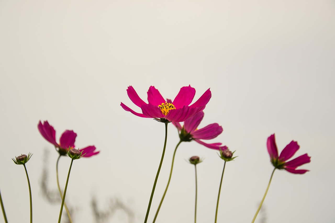 Image - flowers cosmos plant nature